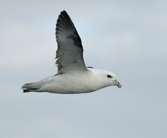 Northern Fulmar